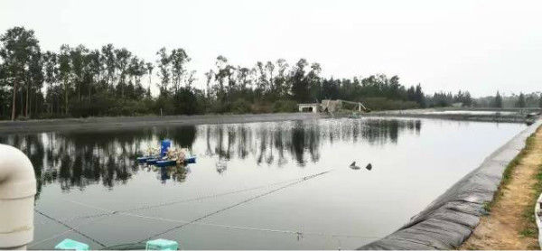 雨少了,水咸了,养虾的你必须注意水体发光,及时处理