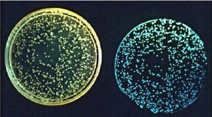 雨少了,水咸了,养虾的你必须注意水体发光,及时处理