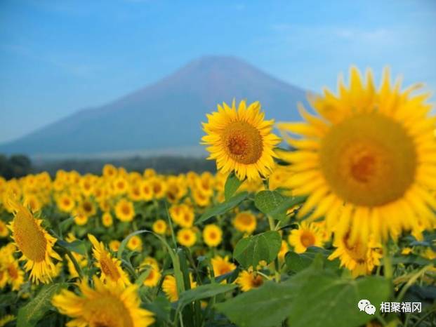 静冈山梨富士山,富士山与静冈山梨