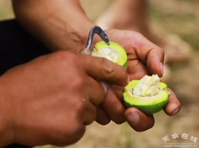 天水市委常委、副市长李晓东：我家门前清水流，漫山遍野鲜核桃！