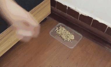 农村老鼠太多教你一招灭鼠的绝招,如何自制灭鼠最佳方法