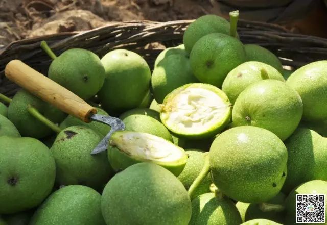 天水市委常委、副市长李晓东：我家门前清水流，漫山遍野鲜核桃！