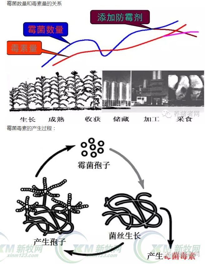 霉菌毒素有必要用脱霉剂吗,霉菌毒素用什么治