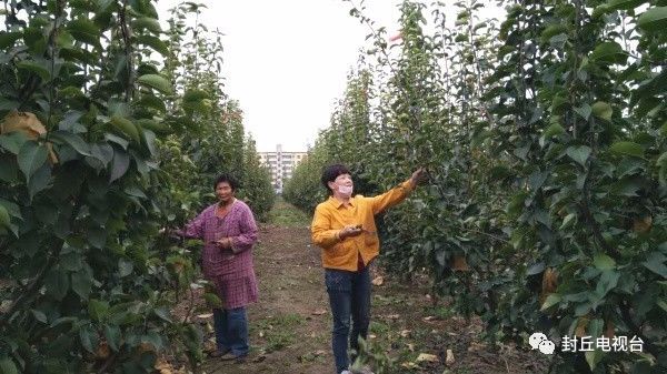 封丘潘店村:晚秋黄梨惹人醉