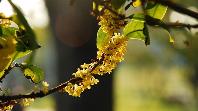 吃过桂花美食才不辜负江苏的秋天,苏州特色桂花