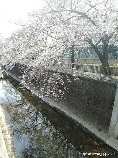 留学明治大学,留学日本东京帝国大学