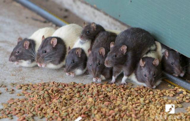 农村老鼠太多教你一招灭鼠的绝招,如何自制灭鼠最佳方法