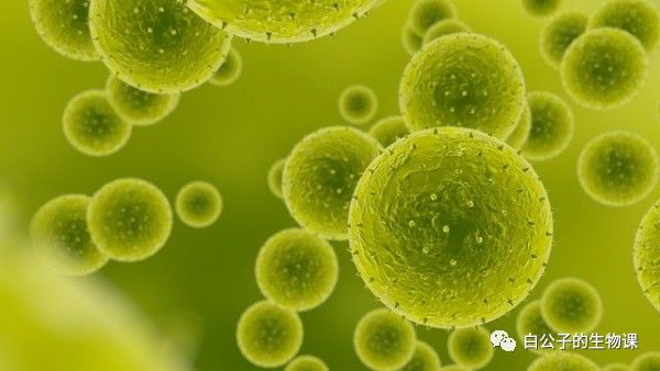 狗狗养护知识如何防止对狗狗过敏,对狗狗过敏的症状及治疗方法