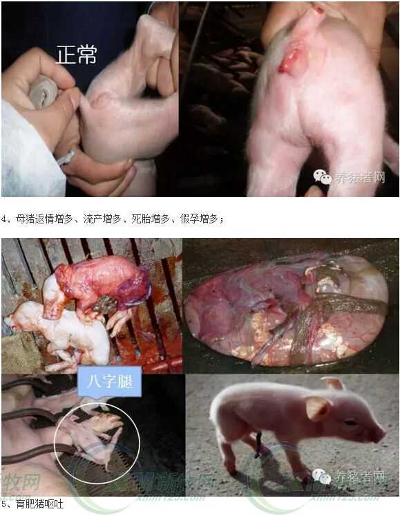 霉菌毒素有必要用脱霉剂吗,霉菌毒素用什么治