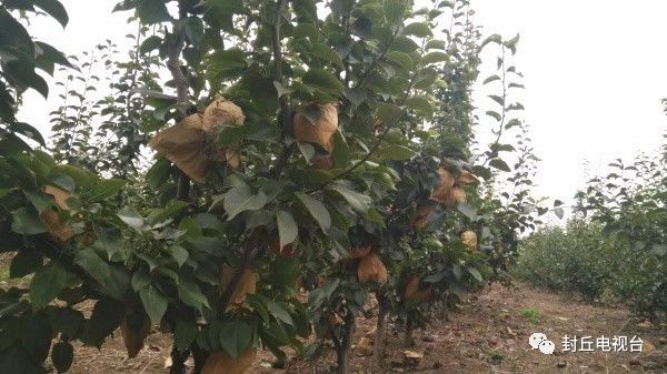 封丘潘店村:晚秋黄梨惹人醉