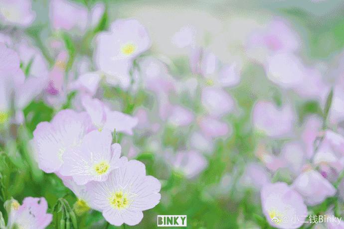 福州一中是全国百强吗,福州一中全国百强校