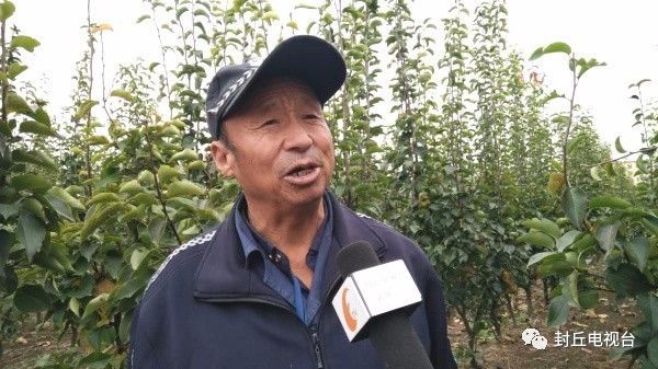 封丘潘店村:晚秋黄梨惹人醉