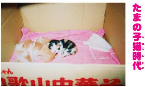 中日双语书推荐,中日双语小说带假名