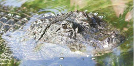 动物闲话,黄金鳄鱼视频