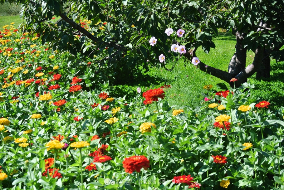 秦皇岛市海港区怎么成了“朝颜”？