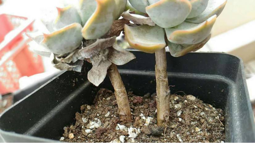 经历了天灾*祸人**的多肉,居然能靠这招拯救?