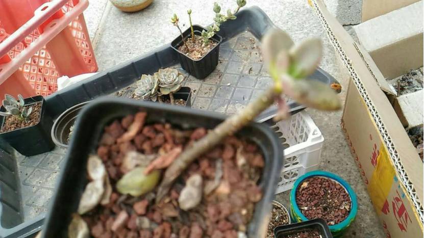 经历了天灾*祸人**的多肉,居然能靠这招拯救?