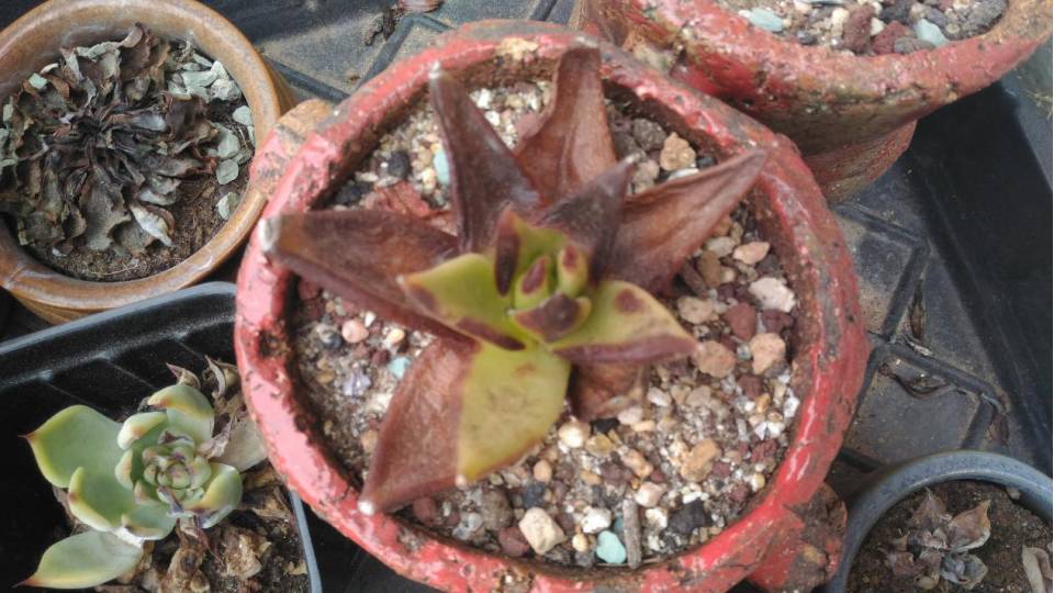 经历了天灾*祸人**的多肉,居然能靠这招拯救?