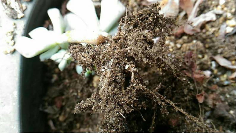 经历了天灾*祸人**的多肉,居然能靠这招拯救?