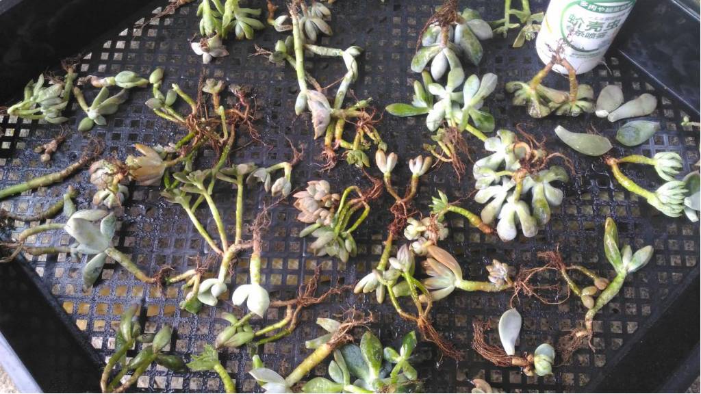 经历了天灾*祸人**的多肉,居然能靠这招拯救?