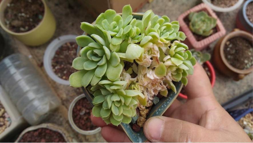 经历了天灾*祸人**的多肉,居然能靠这招拯救?