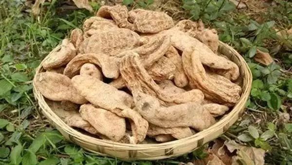 毕节天麻图片,中国大方天麻之乡介绍