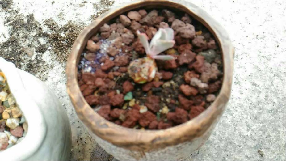 经历了天灾*祸人**的多肉,居然能靠这招拯救?