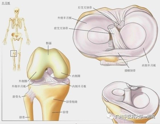 养生堂半月板损伤怎样修复,半月板损伤针灸还是封闭治疗好