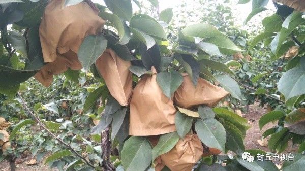 封丘潘店村:晚秋黄梨惹人醉