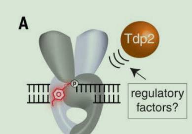 《科学》突破研究！新蛋白逆转癌症药物治疗导致的DNA损伤！