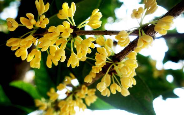 吃过桂花美食才不辜负江苏的秋天,苏州特色桂花