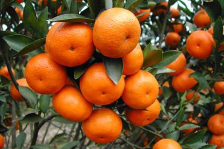 桔子有多少热量,两个桔子的热量