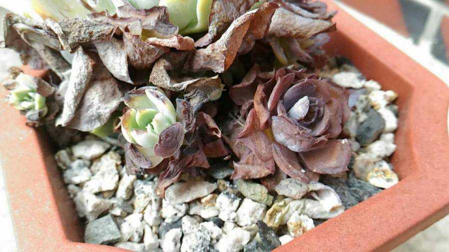 经历了天灾*祸人**的多肉,居然能靠这招拯救?