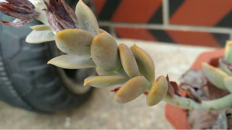 经历了天灾*祸人**的多肉,居然能靠这招拯救?