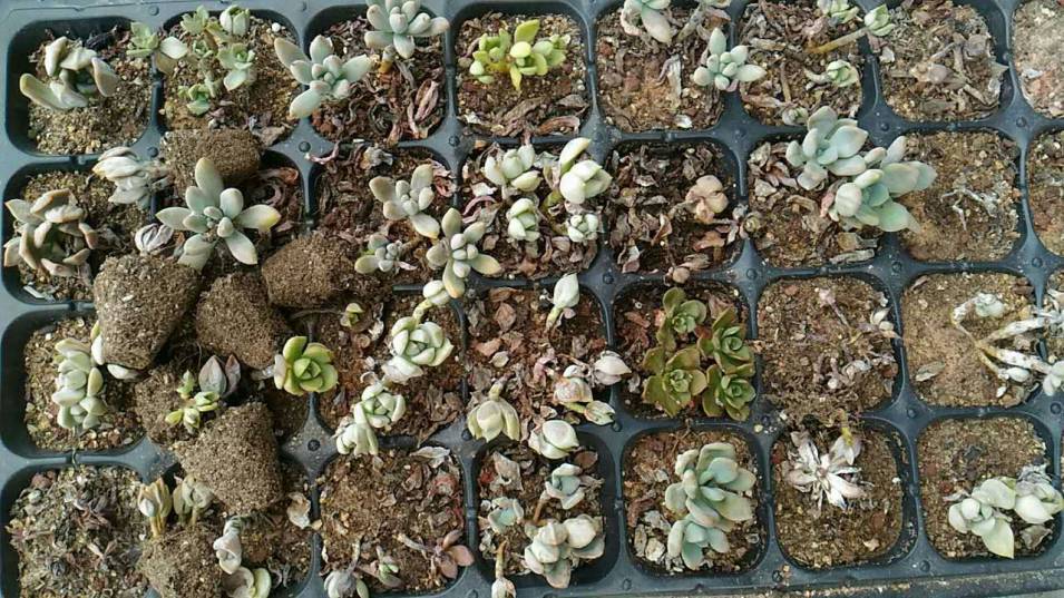 经历了天灾*祸人**的多肉,居然能靠这招拯救?