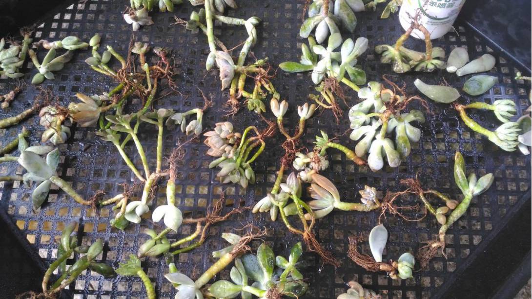 经历了天灾*祸人**的多肉,居然能靠这招拯救?