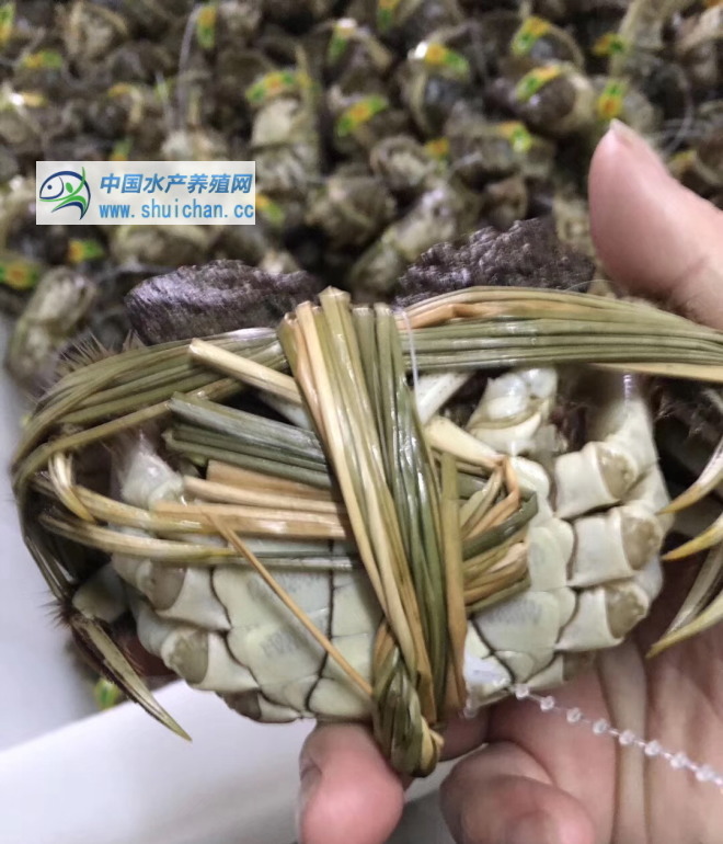 养殖100亩河蟹需要投资多少钱,养河蟹怎么养才能活