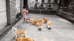 囧吐槽：社会我哈哥，狗怂话还多