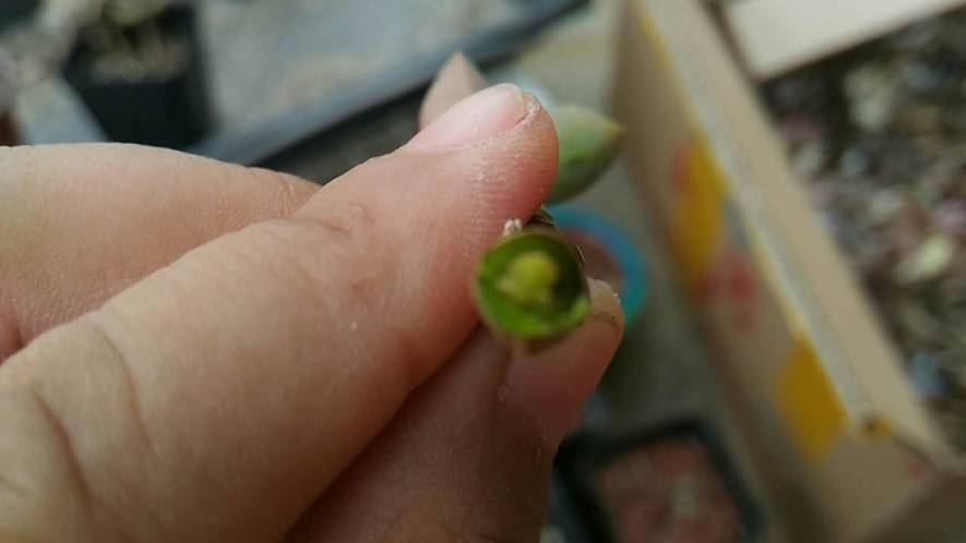 经历了天灾*祸人**的多肉,居然能靠这招拯救?