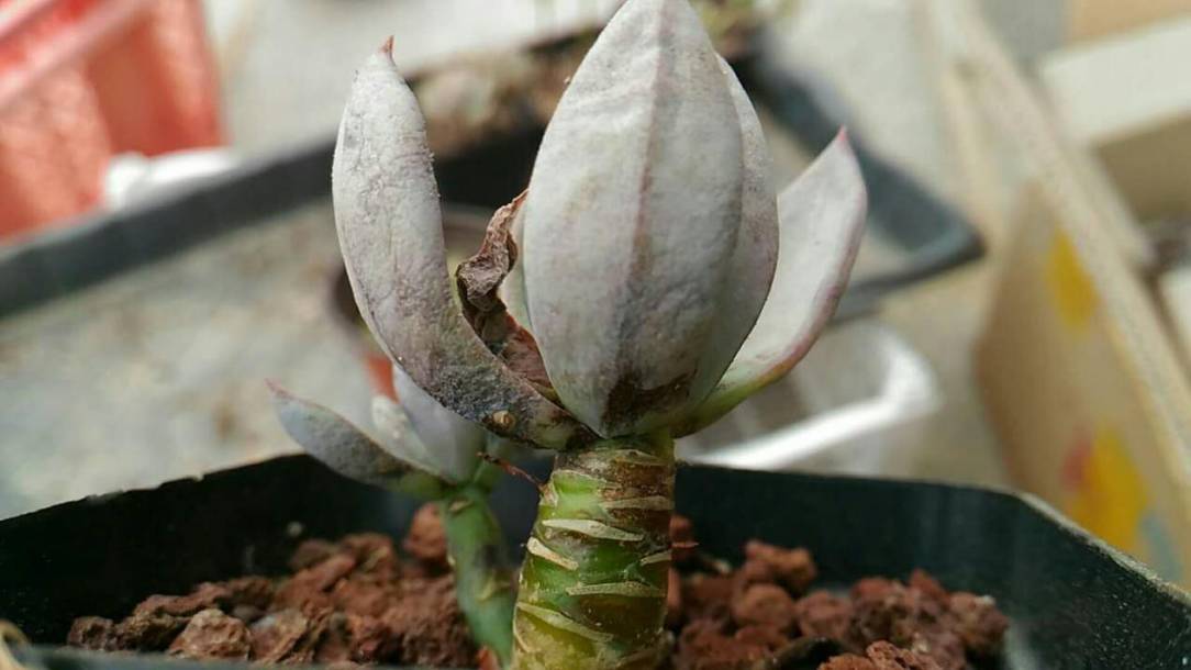 经历了天灾*祸人**的多肉,居然能靠这招拯救?