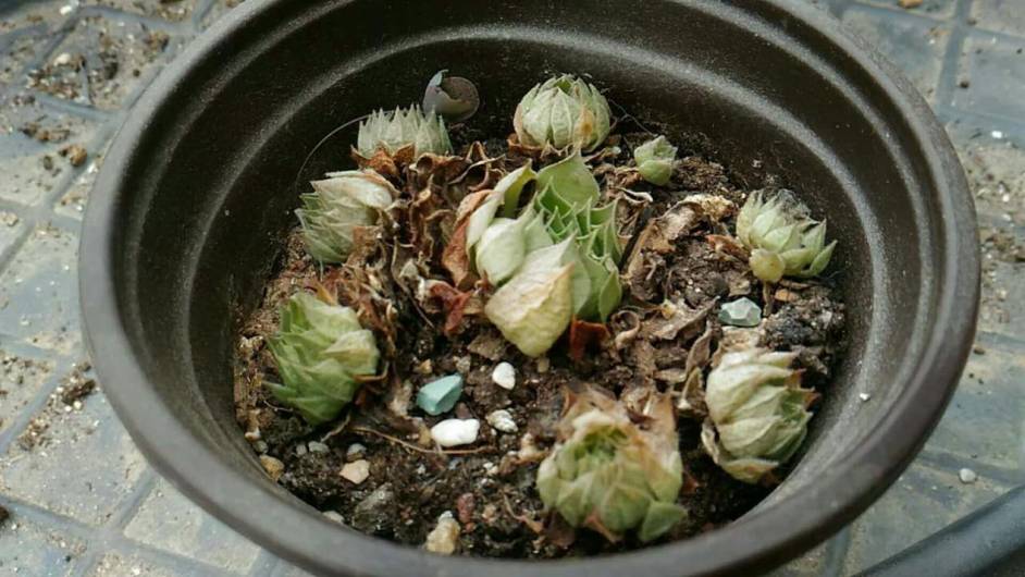 经历了天灾*祸人**的多肉,居然能靠这招拯救?