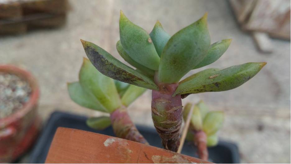 经历了天灾*祸人**的多肉,居然能靠这招拯救?