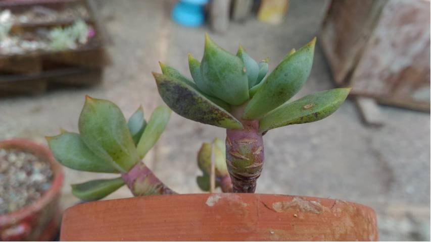 经历了天灾*祸人**的多肉,居然能靠这招拯救?