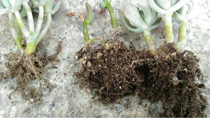 经历了天灾*祸人**的多肉,居然能靠这招拯救?