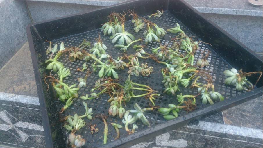 经历了天灾*祸人**的多肉,居然能靠这招拯救?