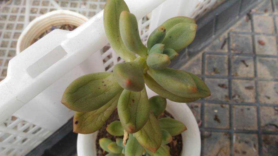 经历了天灾*祸人**的多肉,居然能靠这招拯救?