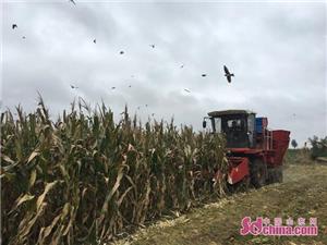 雷沃中原一号玉米机,体验雷沃
