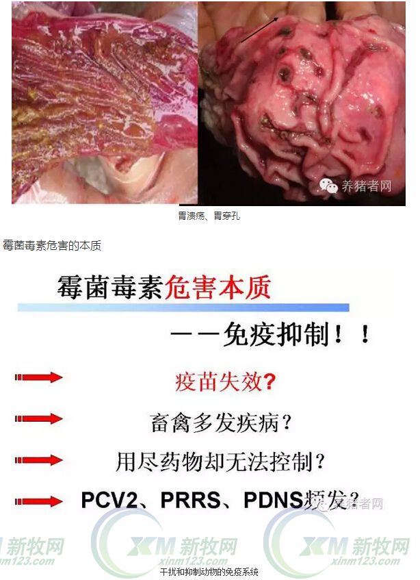 霉菌毒素有必要用脱霉剂吗,霉菌毒素用什么治