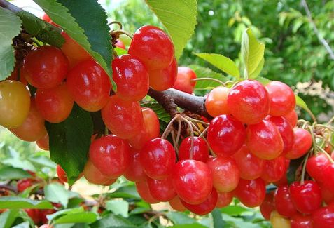 樱桃吃了是凉性还是热性,樱桃是热性还是凉性樱桃如何保存