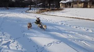 囧吐槽：社会我哈哥，狗怂话还多